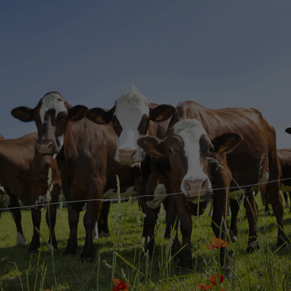 bursa agriculture fair Animal Husbandry and Livestock Breeding banner 1
